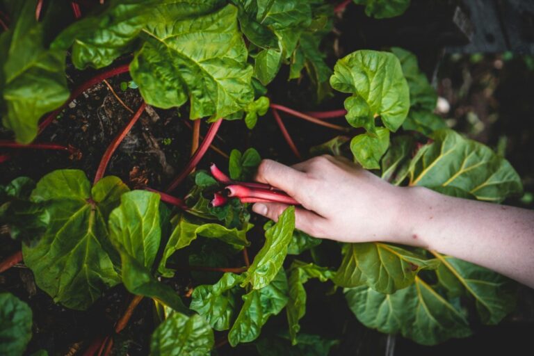 Best Fall Garden Crops