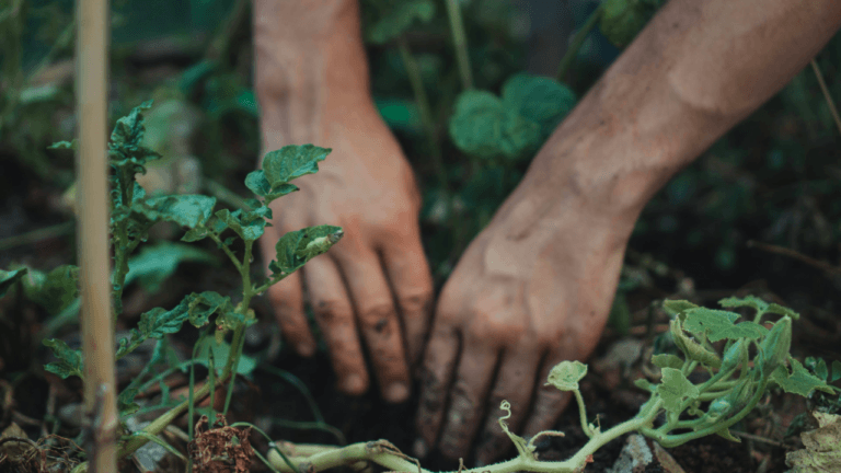 Beginner’s Guide to Companion Planting: Nature’s Garden Allies