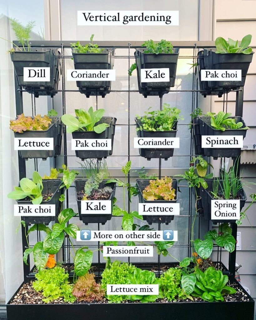 Vertical garden grwoing various vegetables