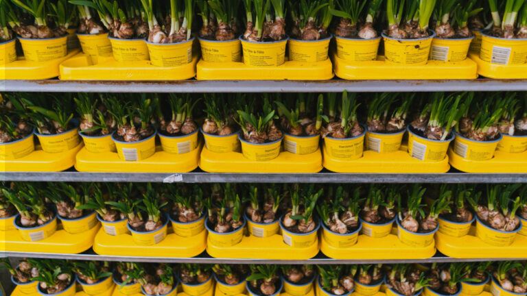 Fall Bulb Planitng Guide - shelves with potted bulbs