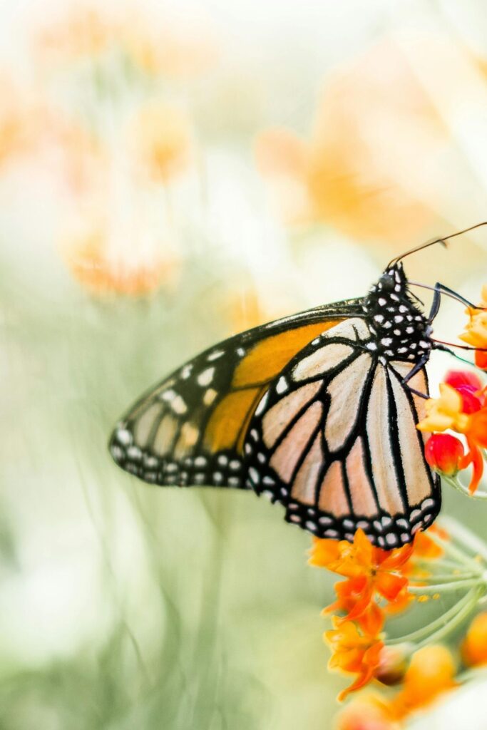 Monarch butterfly on a flower