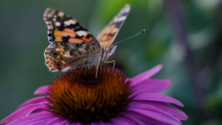 A monarch butterfly on an echinacea flower