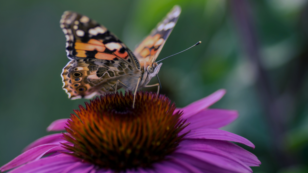 A monarch butterfly on an echinacea flower