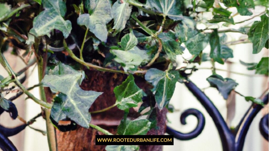 English Ivy on metal balcony railing
