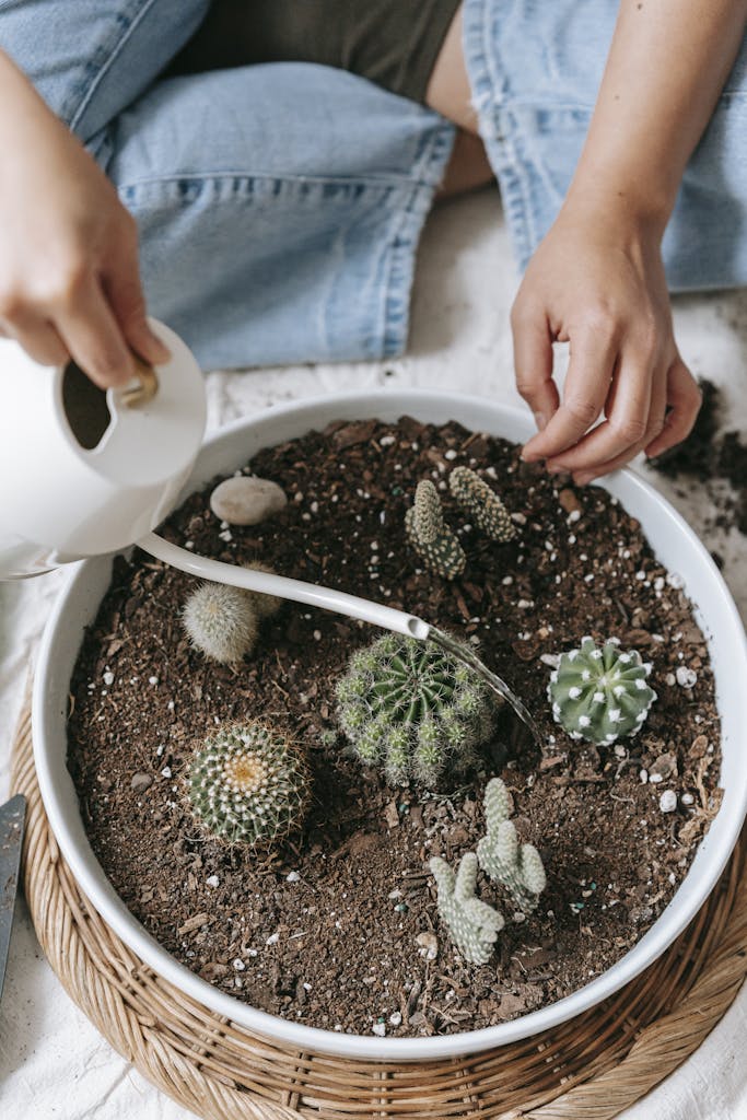 From above of crop anonymous female sitting with crossed legs and watering sharp cacti