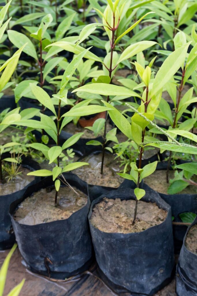 Plants growing on fabric growth bags