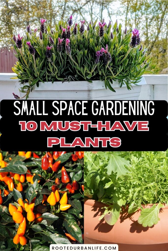 collage of plants that grwo well in containers