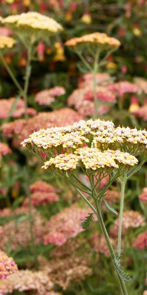 Yarrow