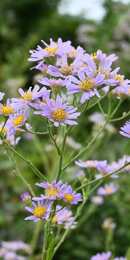 Aster