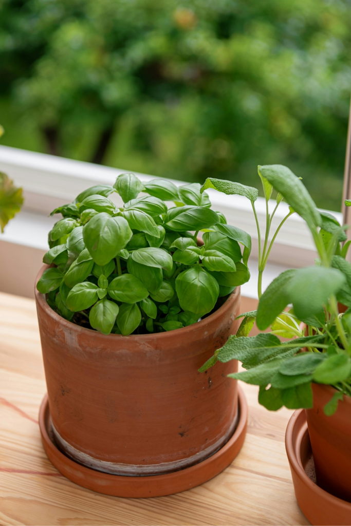 A pot of basil on the windowsill