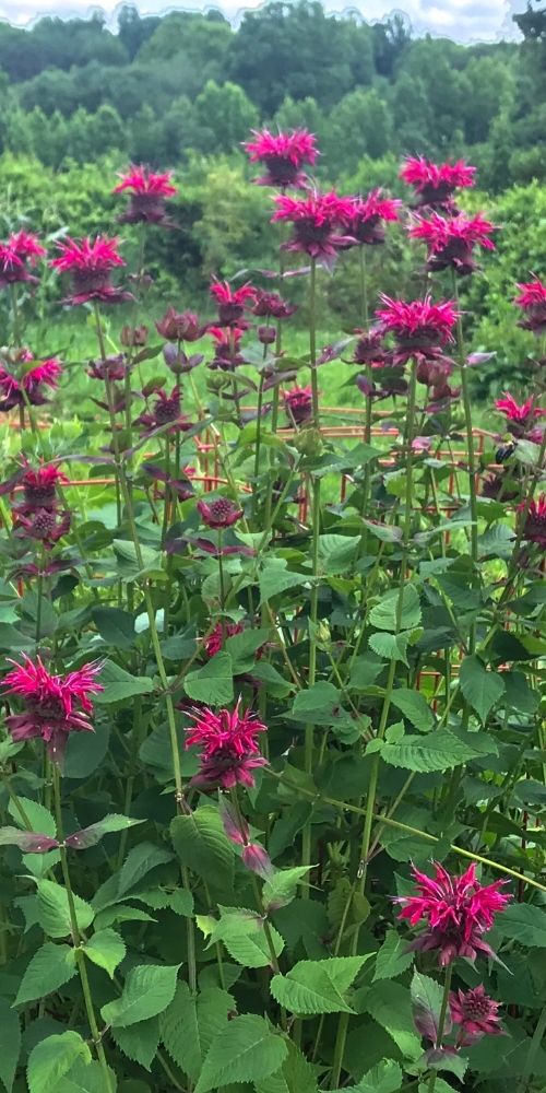 Bee Balm