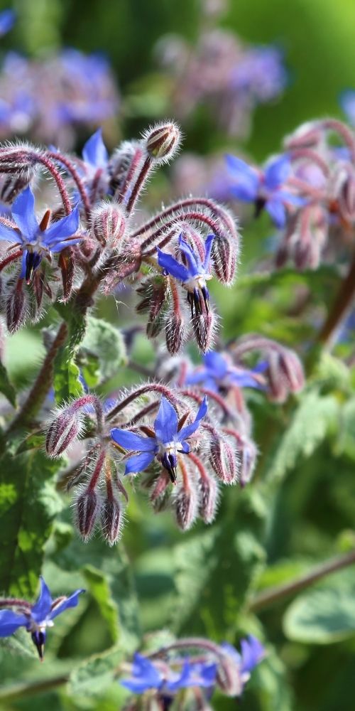Borage