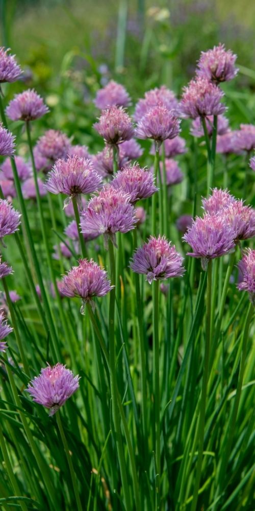 Chives with purple flowers