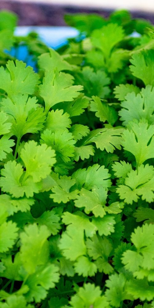 Coriander