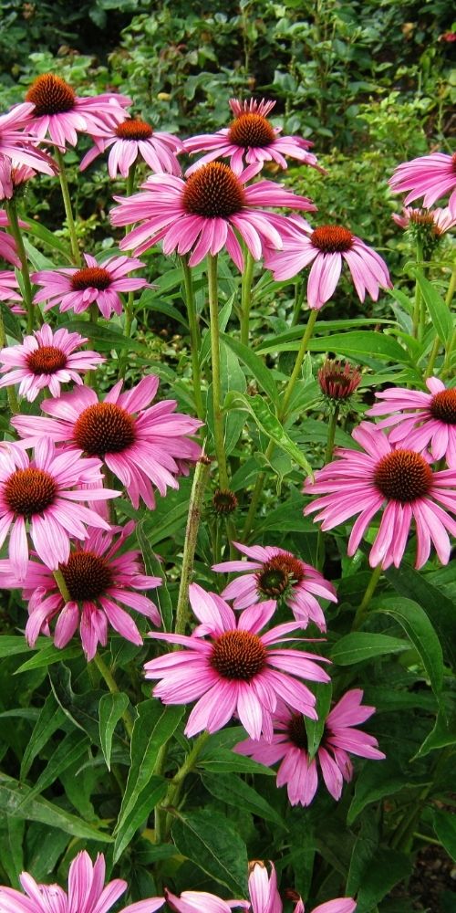 Coneflower