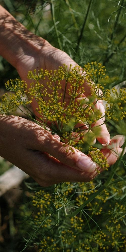 Dill