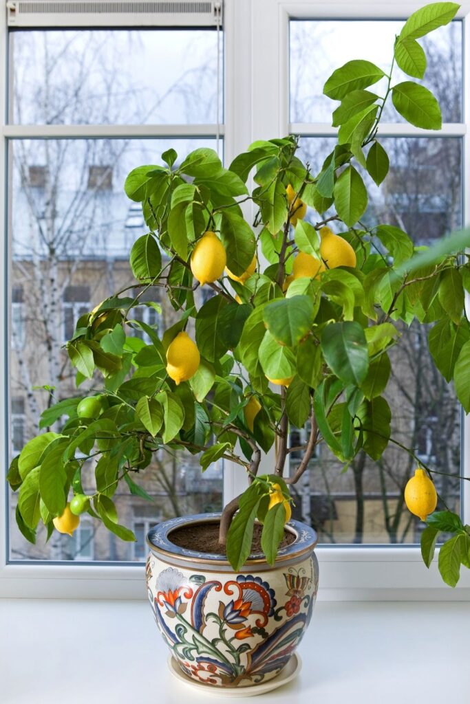 Potted Lemon Tree