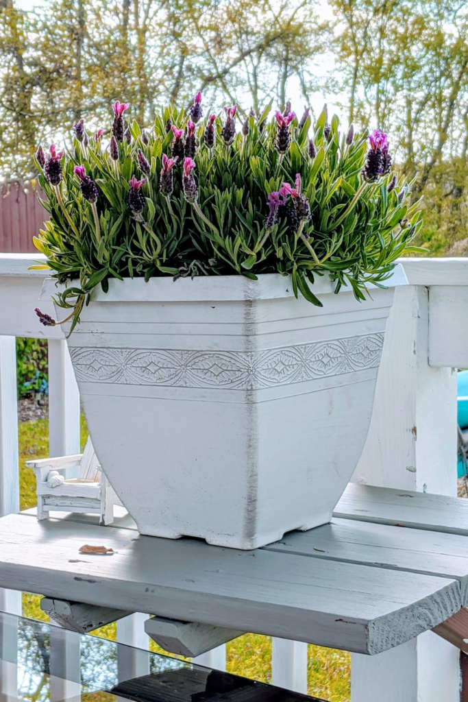 Potted lavender on a patio