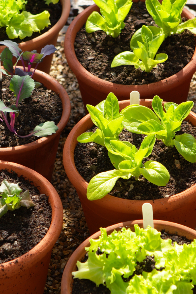 Potted lettuce