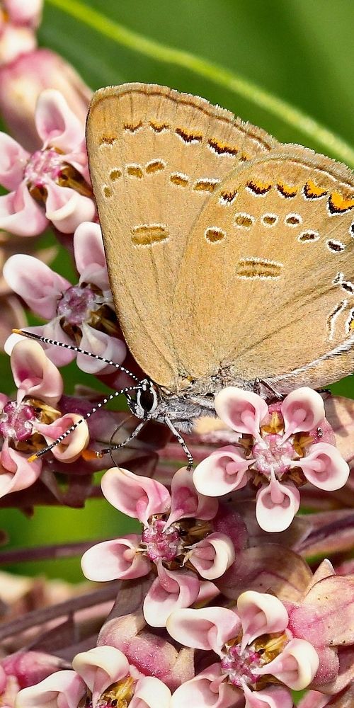 Milkweed
