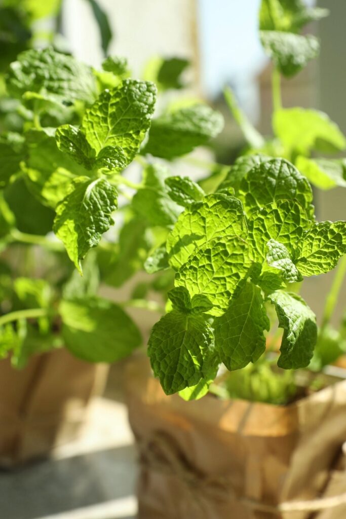 Potted mmint