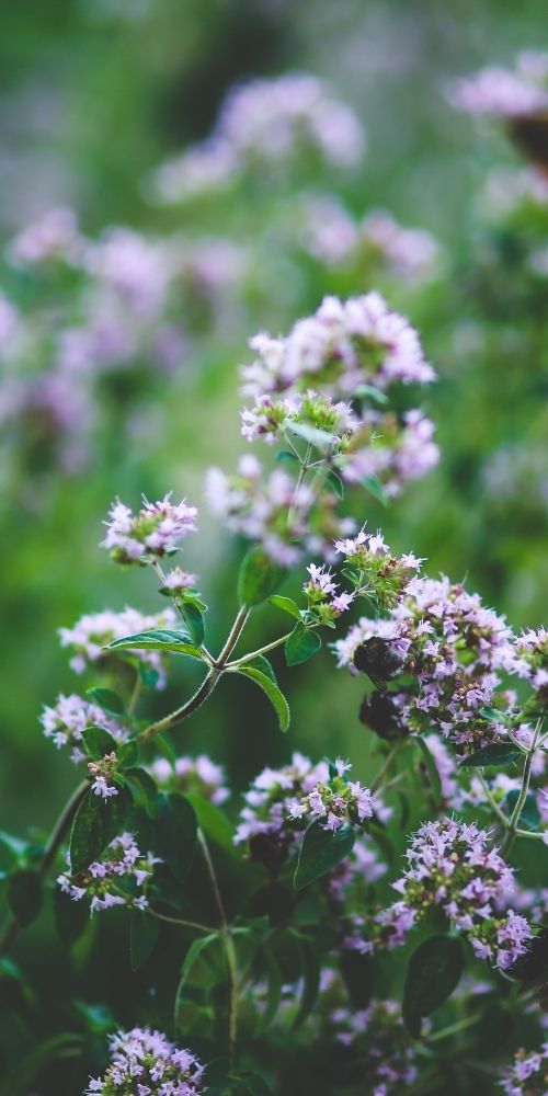 Oregano