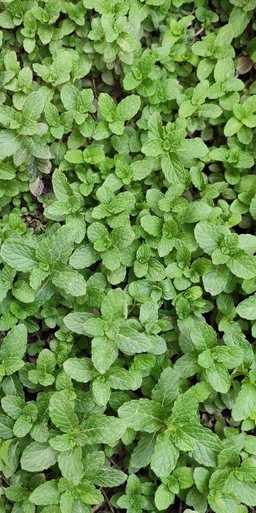 Peppermint