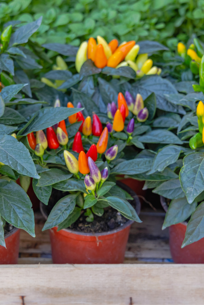 Potted peppers