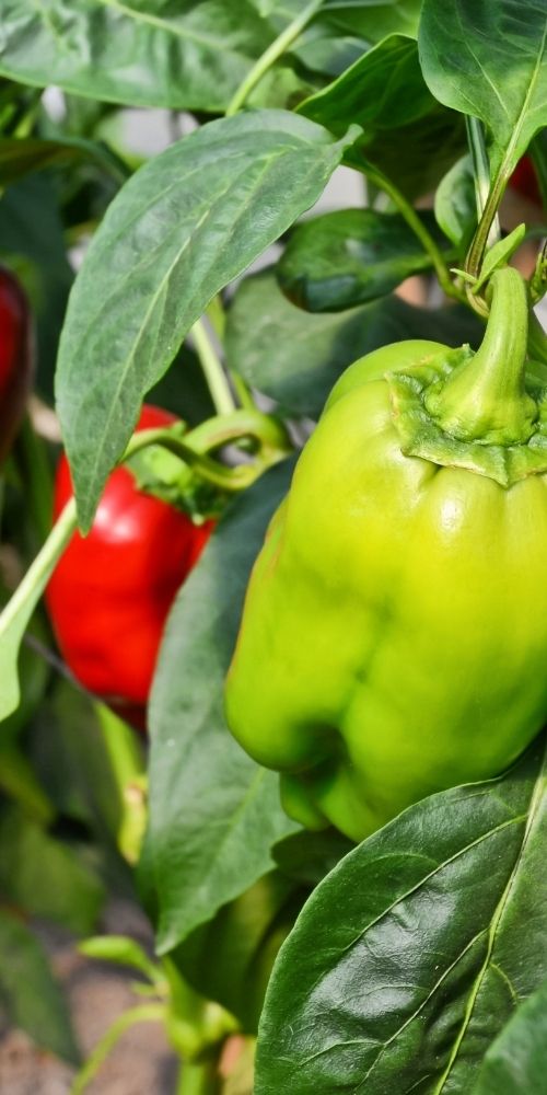 Peppers