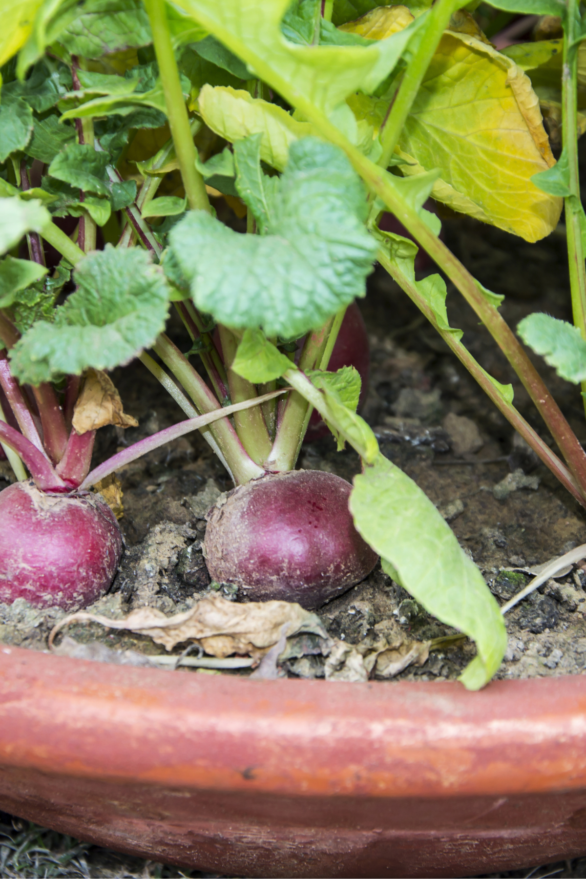 Potted radishes