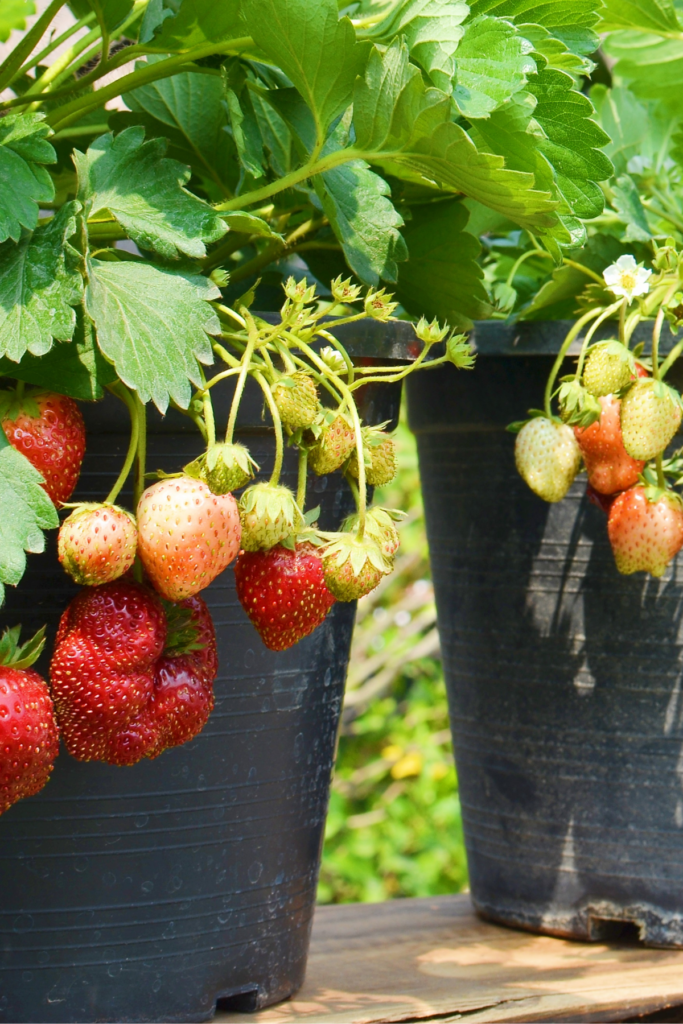 Potted strawberries