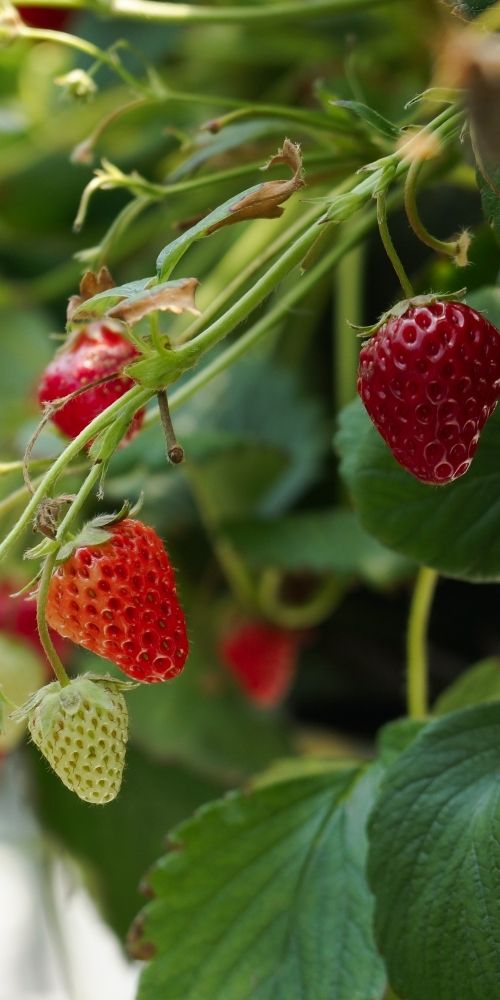 Strawberries