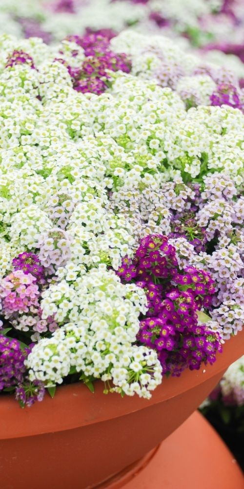 Sweet Alyssum