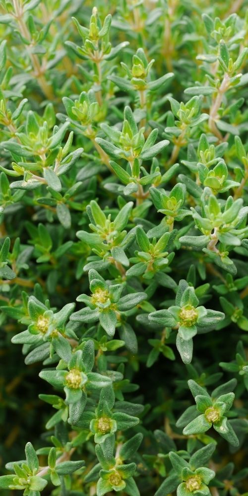 Thyme