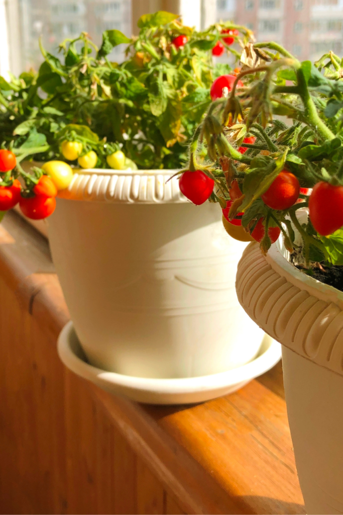 A pot of cherry tomatoes on a windowsill
