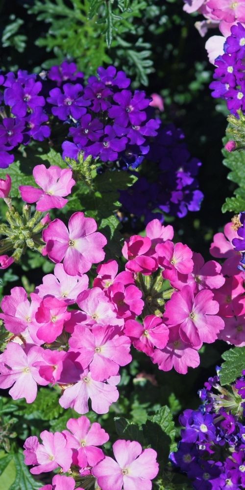 Verbena