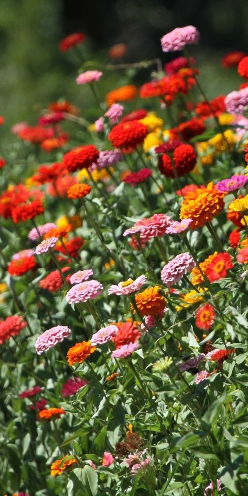Zinnias