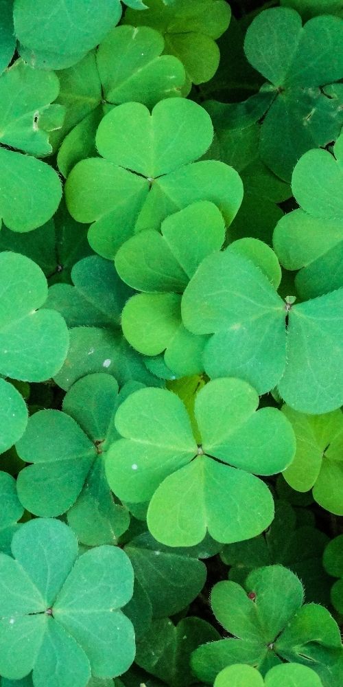 Clover