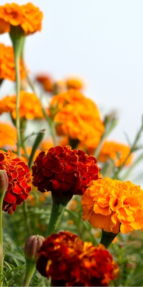 Marigold