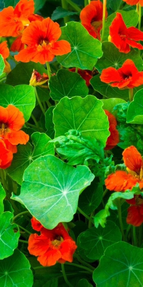 Nasturtium