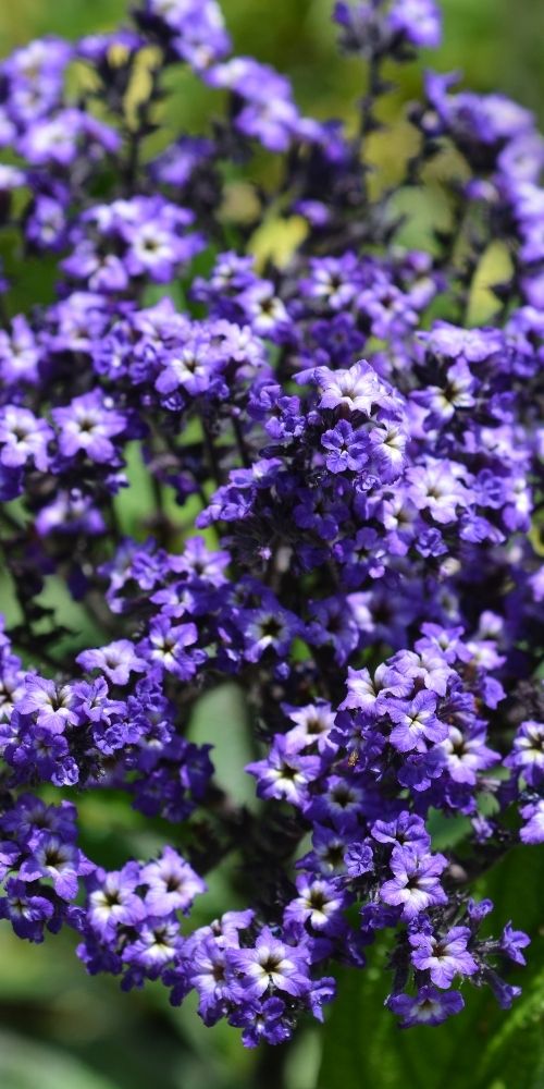 Phacelia
