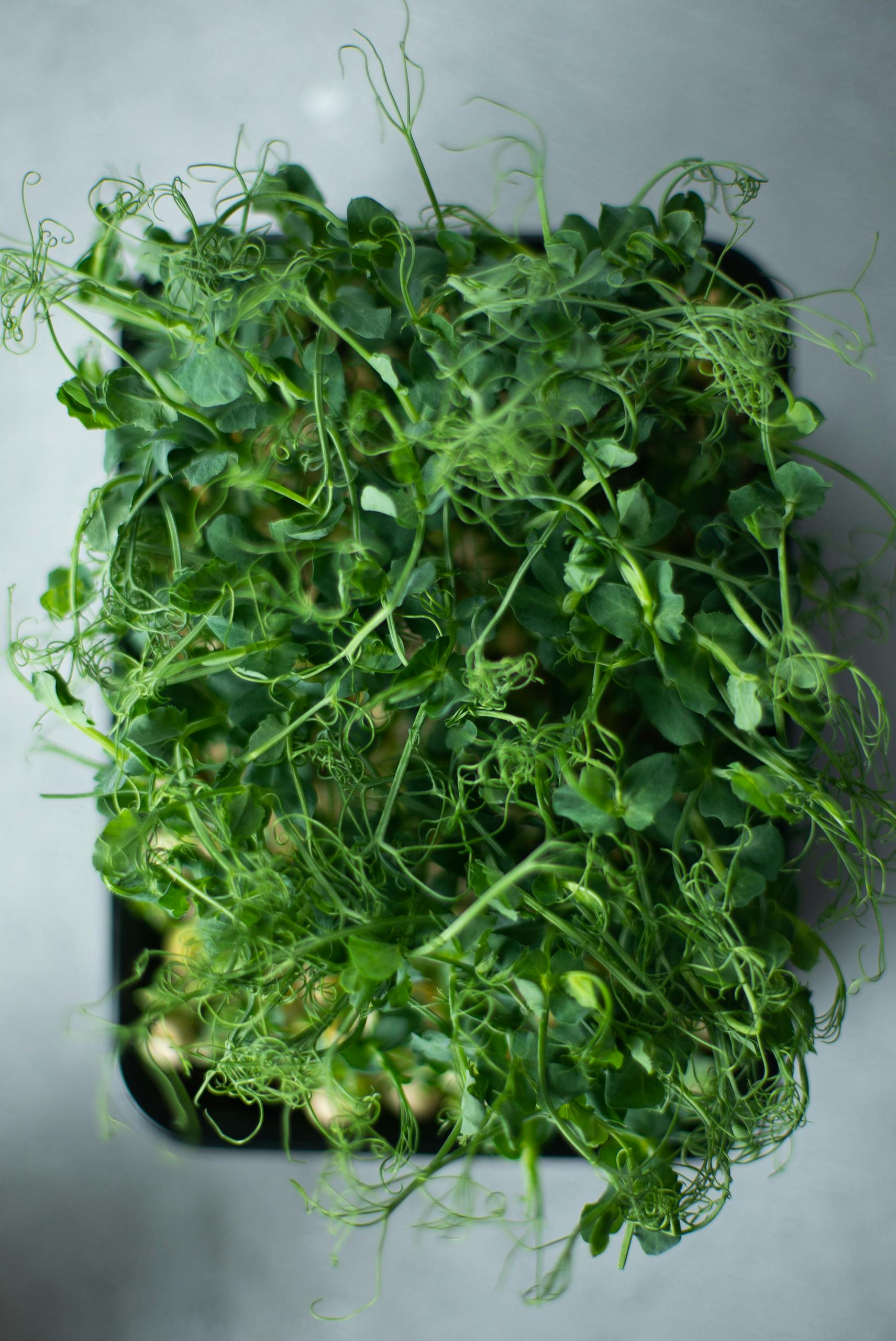 Top-down view of thriving green microgreens, ideal for fresh food themes.