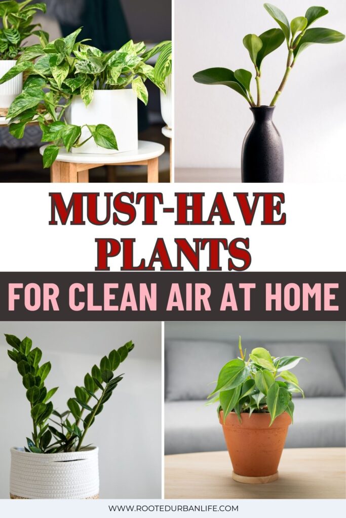 Collage of air purifying plants