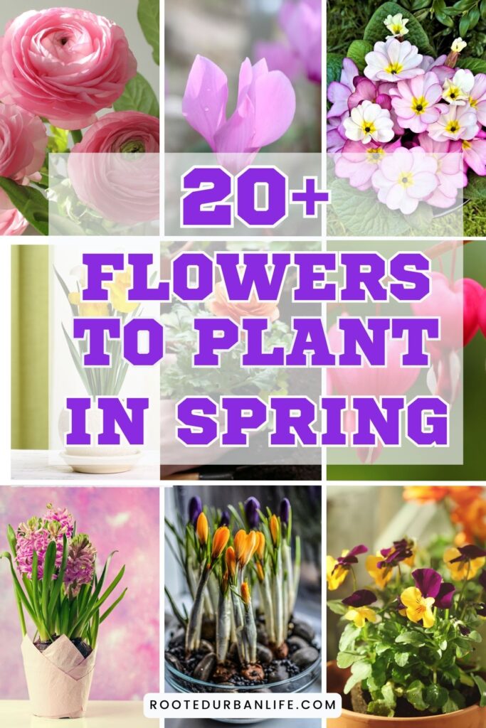 Collage of spring flowers