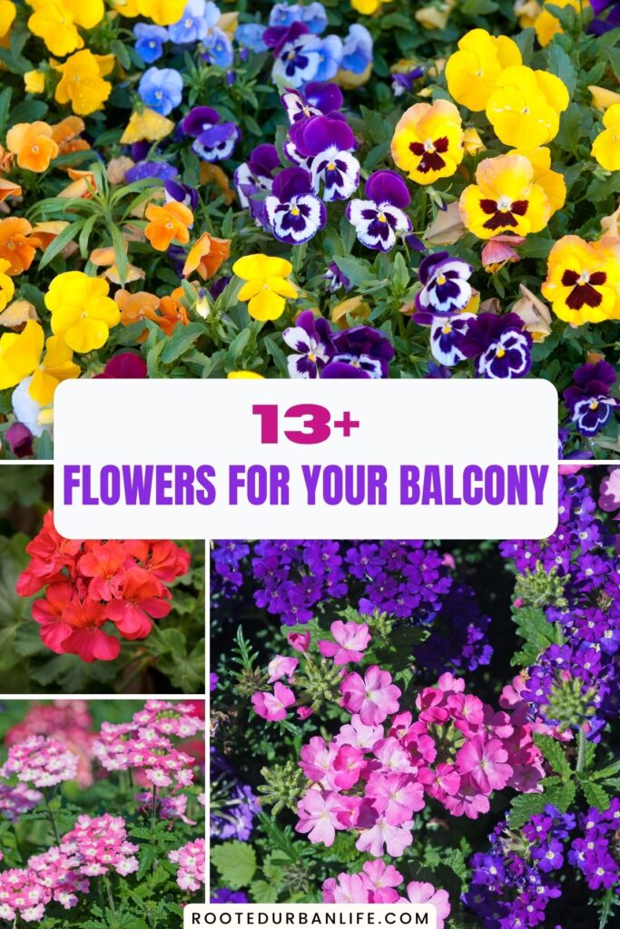 collage of colorful flowers for the balcony