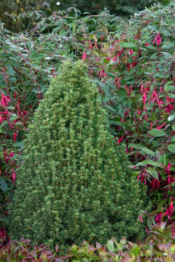 Alberta Spruce