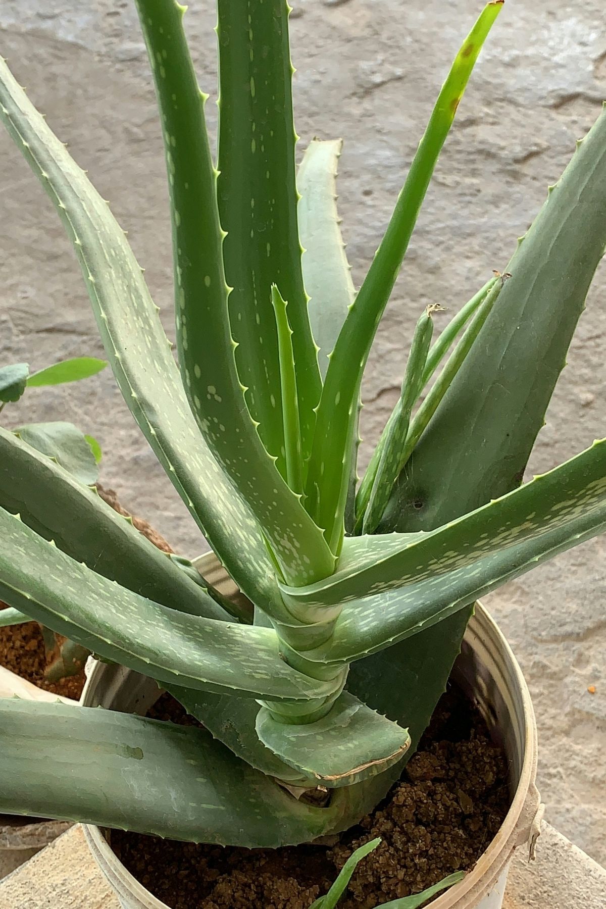 A potted aloe vera plant
