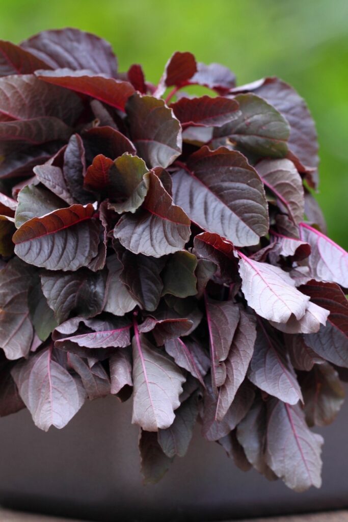 Amaranth leaves