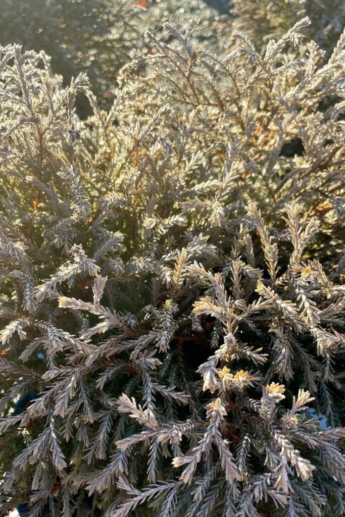 Arbor vitae