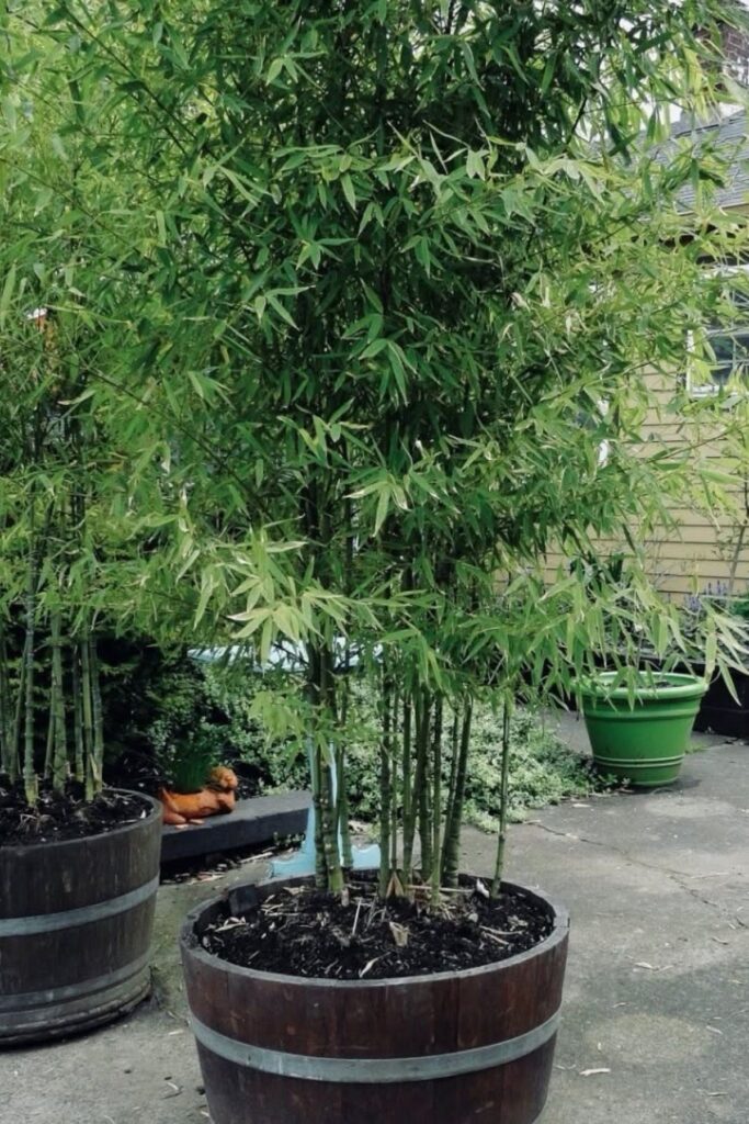 potted bamboo
